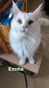Epingle Sur Mes Chti Chats
