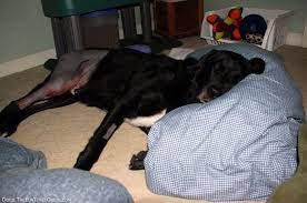 Tplo Recovery What You And Your Dog Can Expect Your Dog Dog Sling Dog Cone