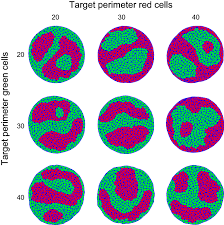 Check spelling or type a new query. Adapting A Plant Tissue Model To Animal Development Introducing Cell Sliding Into Virtualleaf Springerlink