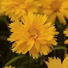 We did not find results for: Coreopsis Double The Sun