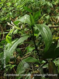 Image result for Corymborkis