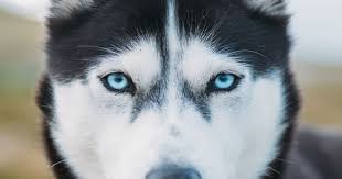 Jasa pemacakan siberian husky indonesia champion. I Quit My Job To Go On Adventures With My Husky Beautiful Dogs Husky Dogs Dogs