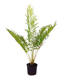 Image result for Acrostichum