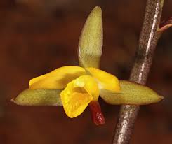 Image result for Eulophia hians