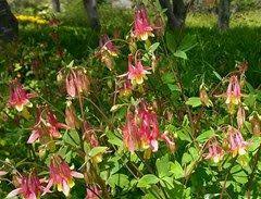 Pin On Yard And Garden Arkansas Natives
