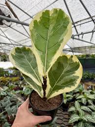 Image result for Ficus lyrata