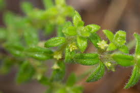 Image result for Galium