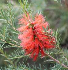 Image result for Melaleuca hypericifolia