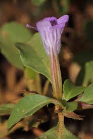 Image result for Dyschoriste thunbergiiflora