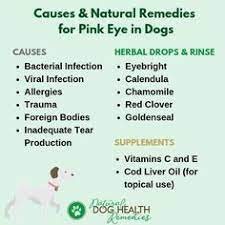 Pin On Dog Lovers Hub