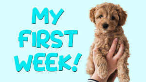 All pups come neutered, microchipped, and have been vaccinated. What You Need To Know About The Australian Labradoodle K9 Web
