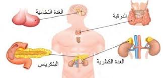 كم عدد الغدد الصماء في الجسم معلومة ثقافية