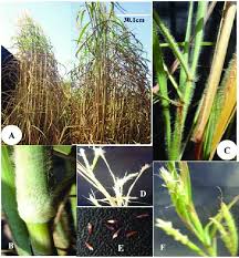 Image result for Andropogon gayanus