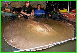 Jenis ikan koi terbesar dunia. Foto Ikan Air Tawar Terbesar Foto Ikan Air Tawar Terbesar Di Dunia Foto Ikan Terbesar Diair Tawar Gambar Ikan Air Tawar Terbes Ikan Air Tawar Ikan Air Tawar