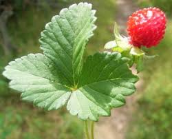 Image result for Duchesnea indica