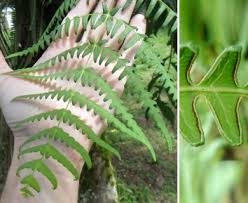 Image result for Histiopteris