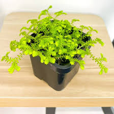 Image result for Selaginella kraussiana