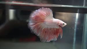 Presenting my beautiful rose gold betta, cracker 😍 (i.redd.it). Goegeous Dragon Rosegold Armageddon Beautiful Rosetail Halfmoon Hm Betta Youtube