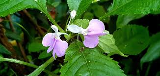 Image result for Impatiens hochstetteri