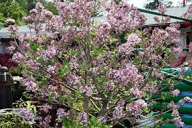 Image result for Syringa meyeri ´Palibin