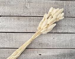 Image result for Phalaris