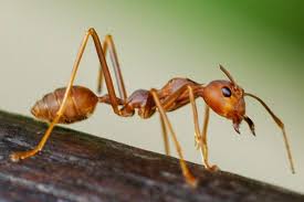 Ants are mostly found in kitchens and pet food areas. Ant Pest Control In Nyc