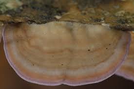 Image result for Trichaptum subchartaceum