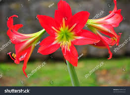 Image result for Amaryllidaceae