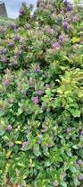 Image result for shrubby veronica hebe