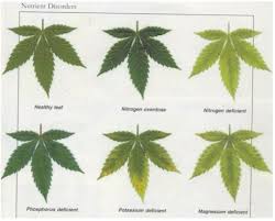 31 Disclosed Nutrient Deficiency Chart