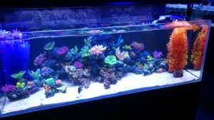 One time investment, years of enjoyment. What Do You Think Of Our New Range Of Fake Coral Youtube