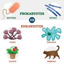 Eukaryotic cells are believed to have evolved from prokaryotic cells consuming one another. Prokaryotes Vs Eukaryotes Biology Dictionary