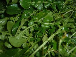 .(macris), stellaria media (rocoina), thlaspi arvense (pungulita), myosotis arvensis (nu ma uita) arvensis (mustar salbatic), solanum nigrum (zarna), vicia spp. Calendar De Sezon Pentru Plante Salbatice Comestibile Bucataria Lui Radu Blog Culinar Cu Retete Traditionale Si Internationale Retete In Imagini Si Video