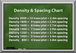 replant ca tree planting