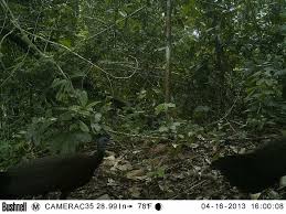 Kepala memiliki tudung hitam, ada yang dalam hitam bernama blue mangsi personata, dan ada sedangkan pada ujung sayap dan ekornya berwarna hitam. Mengenal Jenis Jenis Burung Near Threatened Interior Hutan Ditaman Nasional Bukit Barisan Selatan Bbtnbbs