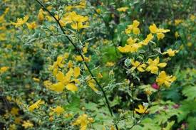 Image result for Kerria