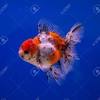 Interestingly, the guanine responsible for making goldfish appear metallic is created by a type of chromatophore. Https Encrypted Tbn0 Gstatic Com Images Q Tbn And9gcsb6qh22svlnpuh5p6agfuj Ffheuj6pwshlshtcgw Usqp Cau