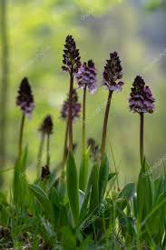 Hypericum berries are commonly used in flower arrangements both before they ripen and once they turn deep red. Lady Orchid Orchis Purpurea Flowering Protected Plants Beutiful Purple White Flowers In Bloom On Tall Green Stem Also With Buds 462155360 Larastock