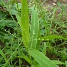 Image result for Urochloa glomerata