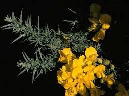 Image result for Ulex