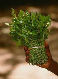 Image result for Catha edulis