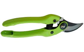 Image result for Beschorneria sp. (Biegel 5357)