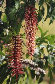 Image result for Faurea rubriflora