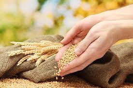 Theo tổ chức lương thực và nông nghiệp liên hợp quốc (fao), giá lương thực đang tiếp tục đà tăng lên mức cao nhất trong gần một thập kỷ. An Ninh LÆ°Æ¡ng Thá»±c Váº¥n Ä'á» Thach Thá»©c Toan Cáº§u