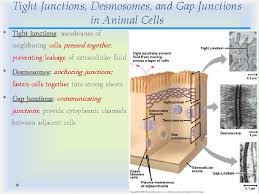 Mino acids nucleotides ecm components in plant cells are released extracellularly by the golgi stacks, whereas lysosomes do this in animal cells. Chapter 6 Cells The Working Units Of Life