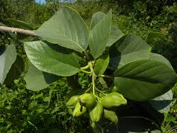 Image result for Cordia