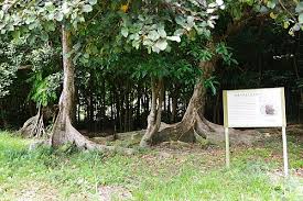 Image result for Heritiera