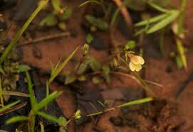 Image result for Crepidorhopalon rupestris