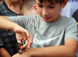 Monarch Butterfly Migration at O'Neal