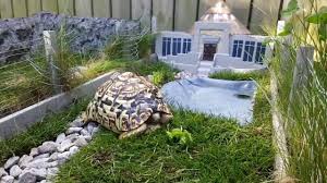 Miniatur Jurassic Park Fur Eine Schildkrote Jurassic Park Schildkrote Park